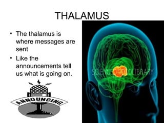 THALAMUS
• The thalamus is
  where messages are
  sent
• Like the
  announcements tell
  us what is going on.
 