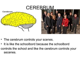 CEREBRUM




• The cerebrum controls your scenes.
• It is like the schoolbord because the schoolbord
controls the school and like the cerebrum controls your
  secenes.
 