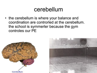 cerebellum
• the cerebellum is where your balance and
  coordination are controrled at the cerebellum.
  the school is symmerler because the gym
  controles our PE
 