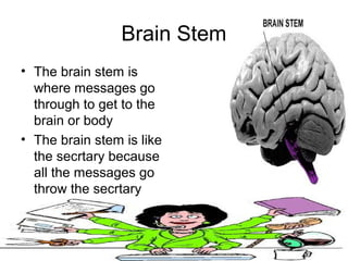 Brain Stem
• The brain stem is
  where messages go
  through to get to the
  brain or body
• The brain stem is like
  the secrtary because
  all the messages go
  throw the secrtary
 