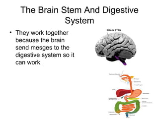 The Brain Stem And Digestive
               System
• They work together
  because the brain
  send mesges to the
  digestive system so it
  can work
 