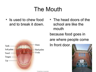 The Mouth
• Is used to chew food    • The head doors of the
  and to break it down.     school are like the
                            mouth
                          because food goes in
                          are where people come
                          In front door.
 