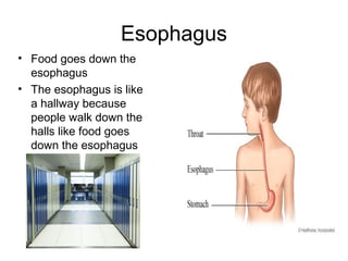 Esophagus
• Food goes down the
  esophagus
• The esophagus is like
  a hallway because
  people walk down the
  halls like food goes
  down the esophagus
 