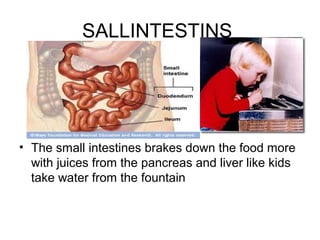 SALLINTESTINS




• The small intestines brakes down the food more
  with juices from the pancreas and liver like kids
  take water from the fountain
 