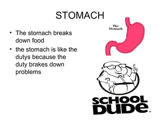 STOMACH
• The stomach breaks
  down food
• the stomach is like the
  dutys because the
  duty brakes down
  problems
 