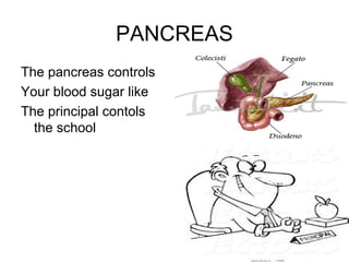 PANCREAS
The pancreas controls
Your blood sugar like
The principal contols
  the school
 