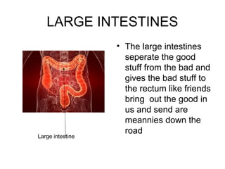 LARGE INTESTINES
                  • The large intestines
                    seperate the good
                    stuff from the bad and
                    gives the bad stuff to
                    the rectum like friends
                    bring out the good in
                    us and send are
                    meannies down the
                    road
Large intestine
 