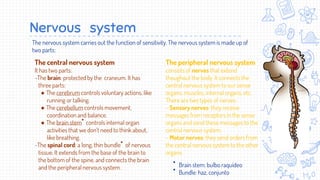 The body systems | PPTX
