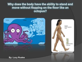 Why does the body have the ability to stand and move without flopping on the floor like an octopus? By: Lucy Ruales 