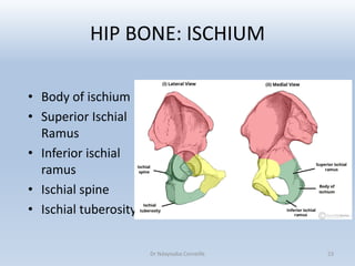 The Bony Pelvis.pdf