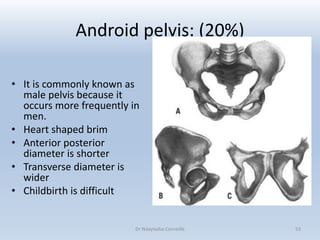 The Bony Pelvis.pdf
