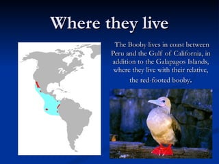 Where they live The Booby lives in coast between Peru and the Gulf of California, in addition to the Galapagos Islands, where they live with their relative, the red-footed booby . 