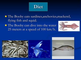 Diet The Booby eats sardines,anchovies,mackerel, flying fish and squid. The Booby can dive into the water 25 meters at a speed of 100 km/h. 