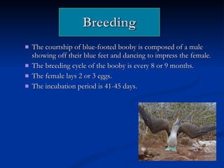 The courtship of blue-footed booby is composed of a male showing off their blue feet and dancing to impress the female . The breeding cycle of the booby is every 8 or 9 months. The female lays 2 or 3 eggs. The incubation period is 41-45 days. 