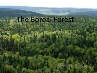 BOREAL FOREST OR TAIGA Stefanny Wilches. - ppt download