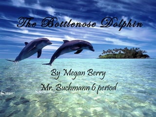 The Bottlenose Dolphin By Megan Berry Mr. Buchmann 6 period 
