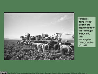 “ Braceros doing ‘stoop’ labor in the pepper fields of the Firebaugh area, Calif., 1963  “  - Los Angeles Times,  October 20, 1963. Los Angeles Times photographic archive, UCLA Library. Copyright Regents of the University of California, UCLA Library. 