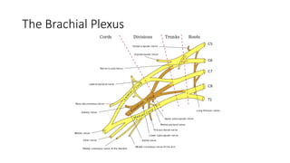 The Brachial Plexus
 