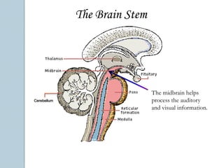 The Brain StemCerebellumThe medulla is in charge of regulating basic body functions such as breathing, blood pressure, and heart rate.