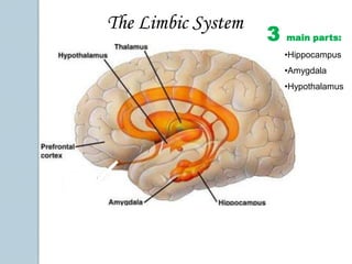 The Brain StemThe reticular formation is responsible for keeping the mind and body awake and aware. The nerve wires come up from the spinal cord through the reticular formation into the thalamus.Cerebellum