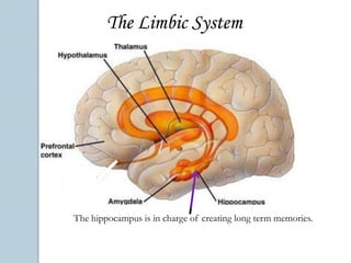 The Brain StemThe thalamus is not only in the center of the brain, but it is also the main relay station of the brain. All the senses go through the thalamus, and it helps process everything going on.Cerebellum