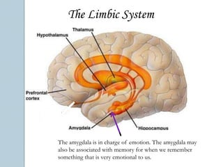 The Brain StemControlled by the hypothalamus. The only endocrine system structure in your body that is in the brain. The pituitary gland sends out hormones.Cerebellum