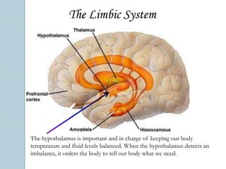 The Brain StemCerebellumThe cerebellum is in charge of coordinated movements.