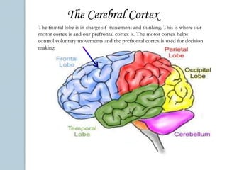 The Limbic System3 main parts:Hippocampus