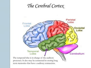 HypothalamusThe Limbic SystemThe hippocampus is in charge of creating long term memories.