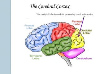 The Limbic SystemThe amygdala is in charge of emotion. The amygdala may also be associated with memory for when we remember something that is very emotional to us.