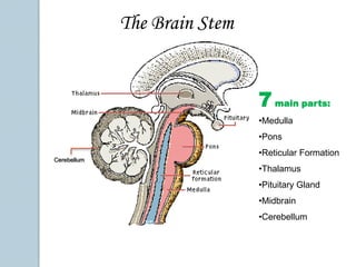 The Brain Stem7 main parts:Medulla