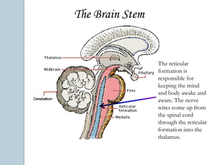 Thalamus