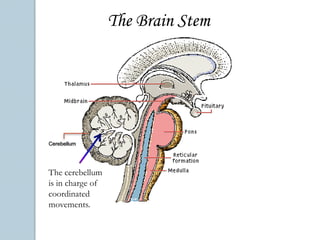 CerebellumCerebellum