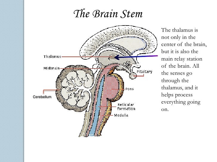 The Brain!!