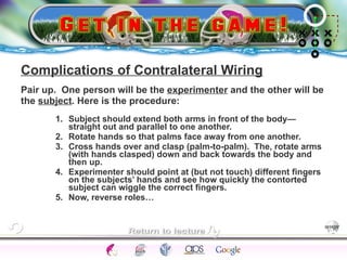 Contralateral Hand Use The Brain | PPT