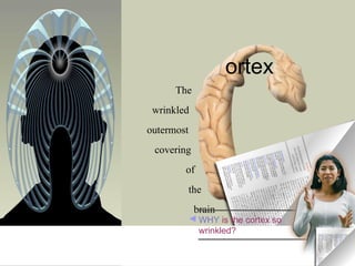 The Brain | PPT