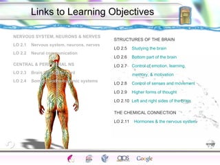 [object Object],[object Object],[object Object],[object Object],[object Object],[object Object],Links to Learning Objectives STRUCTURES OF THE BRAIN LO 2.5  Studying the brain LO 2.6  Bottom part of the brain LO 2.7  Control of emotion, learning,      memory, & motivation LO 2.8  Control of senses and movement LO 2.9  Higher forms of thought LO 2.10  Left and right sides of the brain   THE CHEMICAL CONNECTION LO 2.11  Hormones & the nervous system  