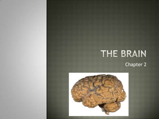 The Brain Chapter 2 