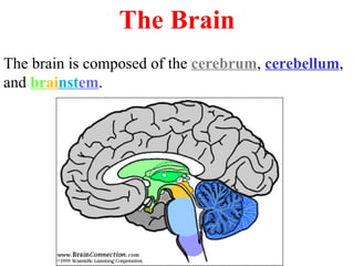 The Brain The brain is composed of the  cerebrum ,  cerebellum , and  br ai nst em .  