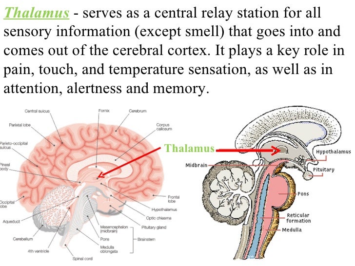 The brain