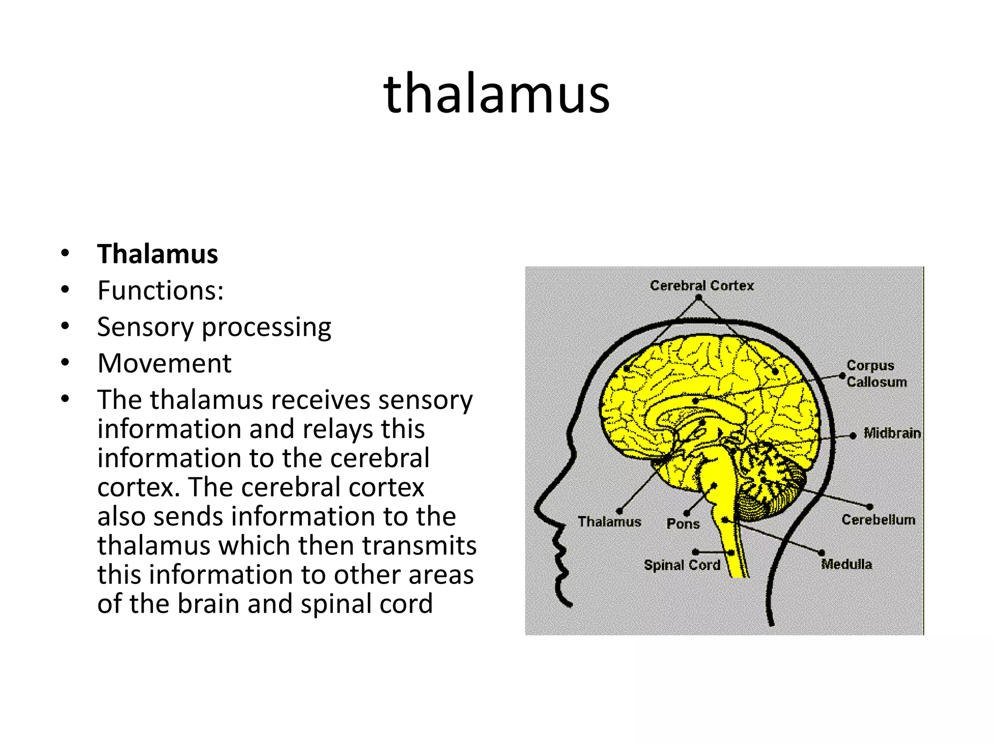 thalamus

•   Thalamus
•   Functions:
•   Sensory processing
•   Movement
•   The thalamus receives sensory
    information and relays this
    information to the cerebral
    cortex. The cerebral cortex
    also sends information to the
    thalamus which then transmits
    this information to other areas
    of the brain and spinal cord
 