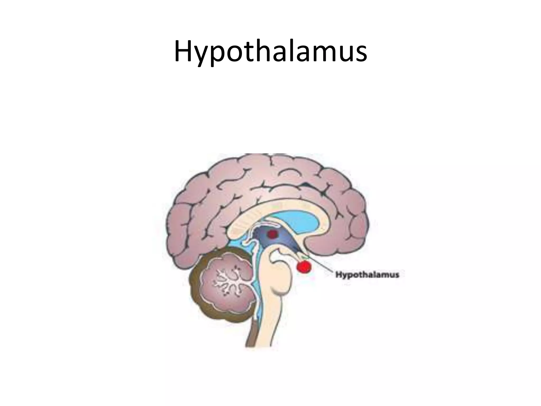 Hypothalamus
 