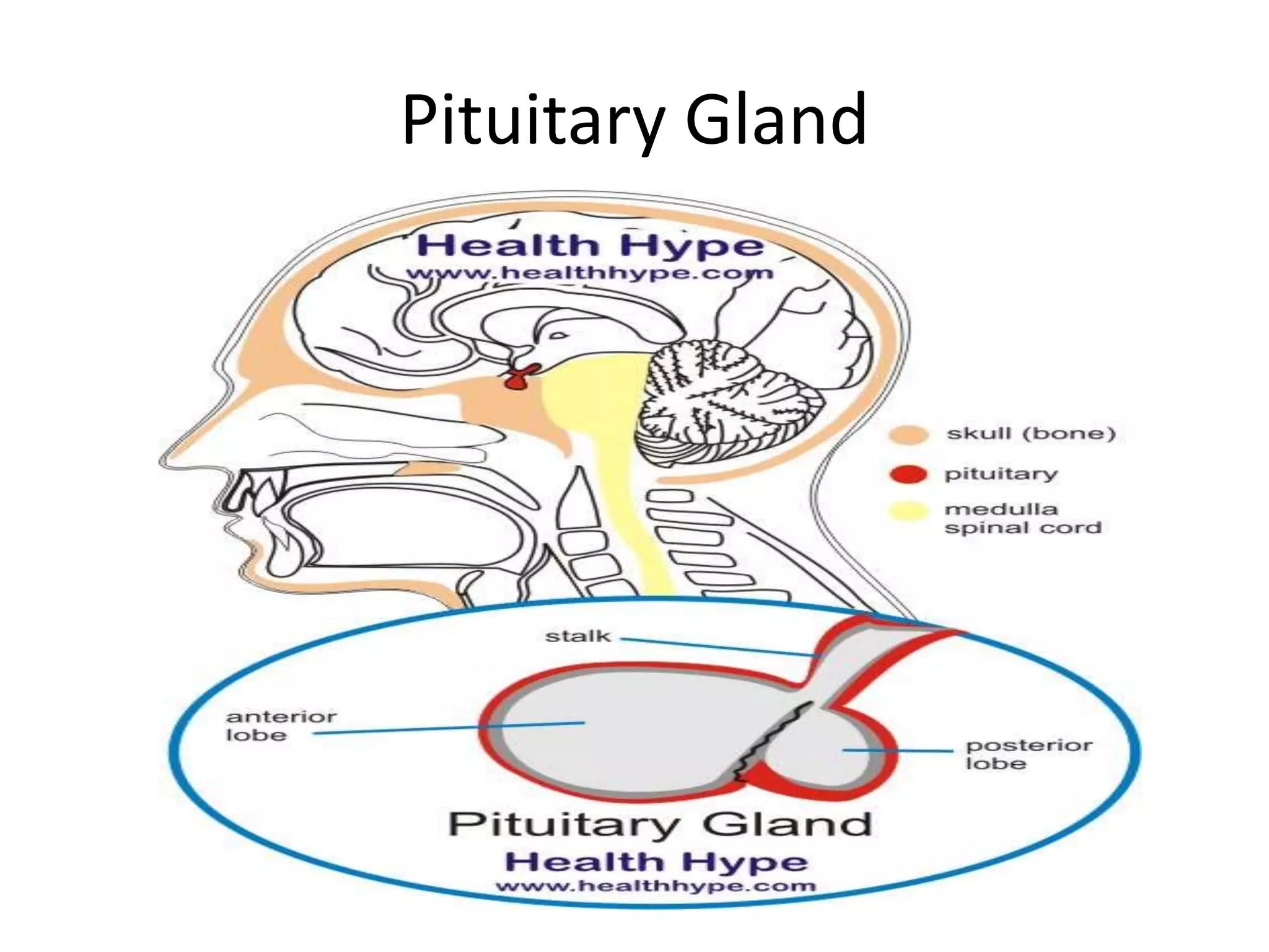 Pituitary Gland
 