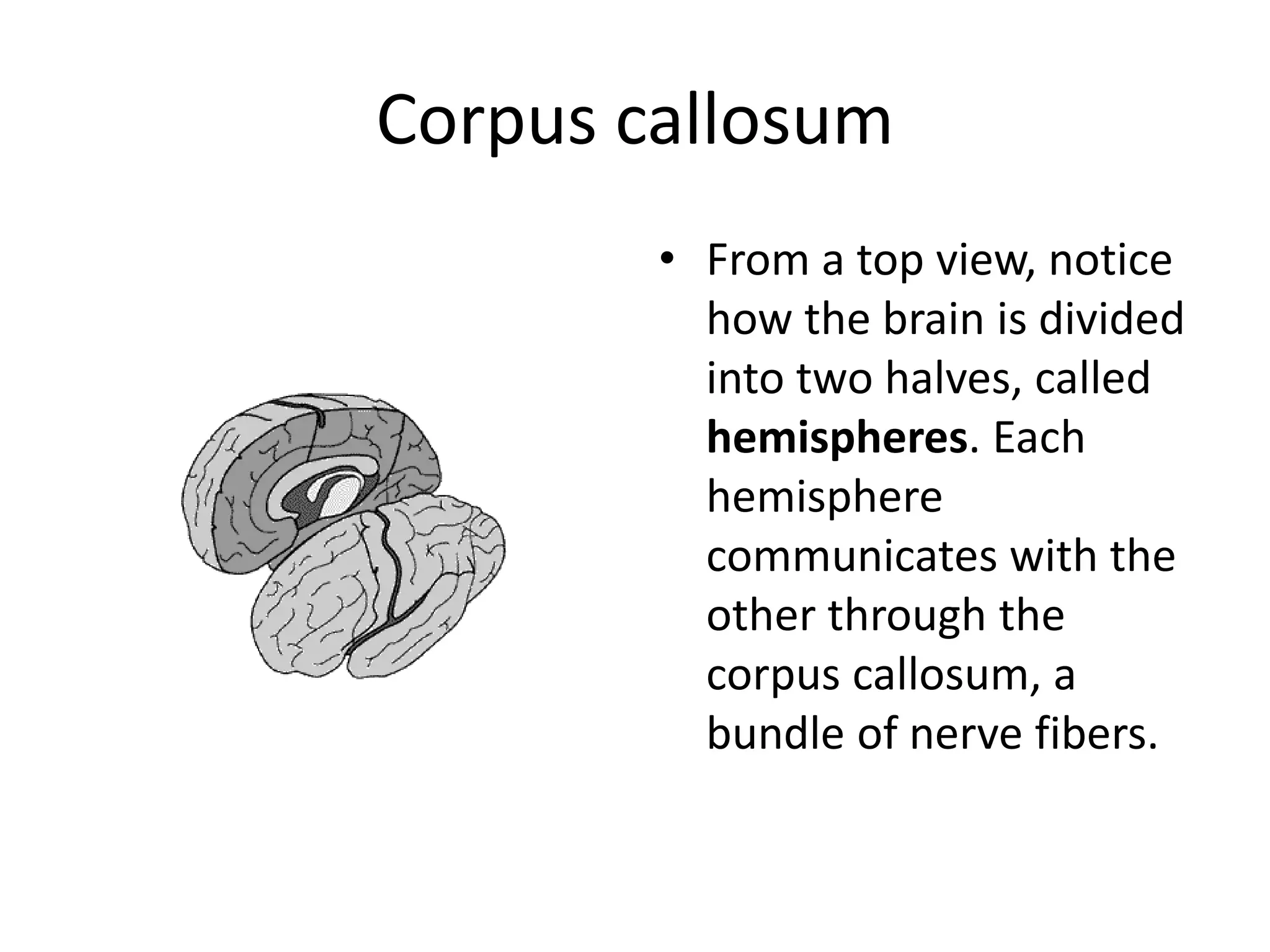 Corpus callosum
        • From a top view, notice
          how the brain is divided
          into two halves, called
          hemispheres. Each
          hemisphere
          communicates with the
          other through the
          corpus callosum, a
          bundle of nerve fibers.
 