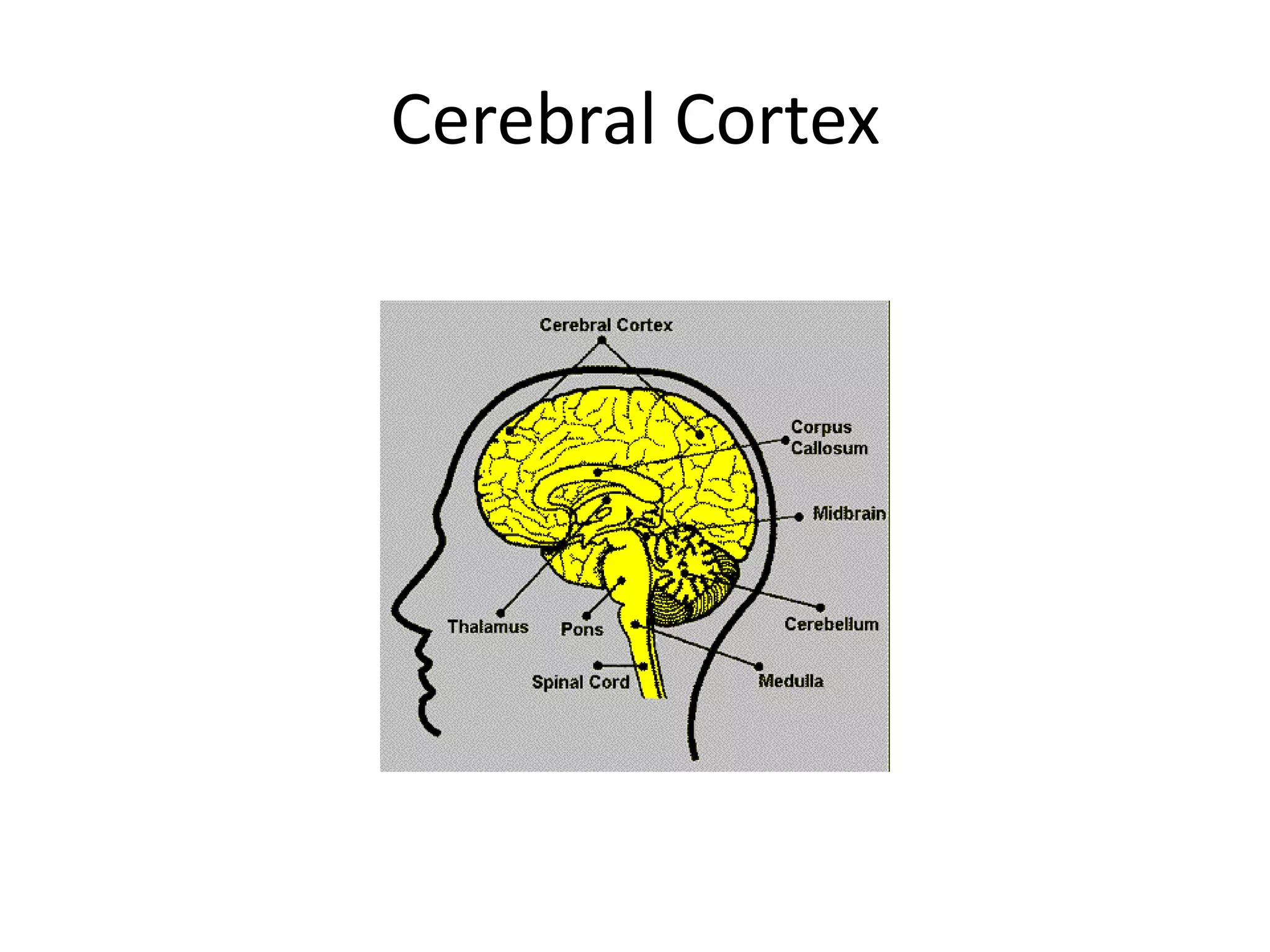 Cerebral Cortex
 