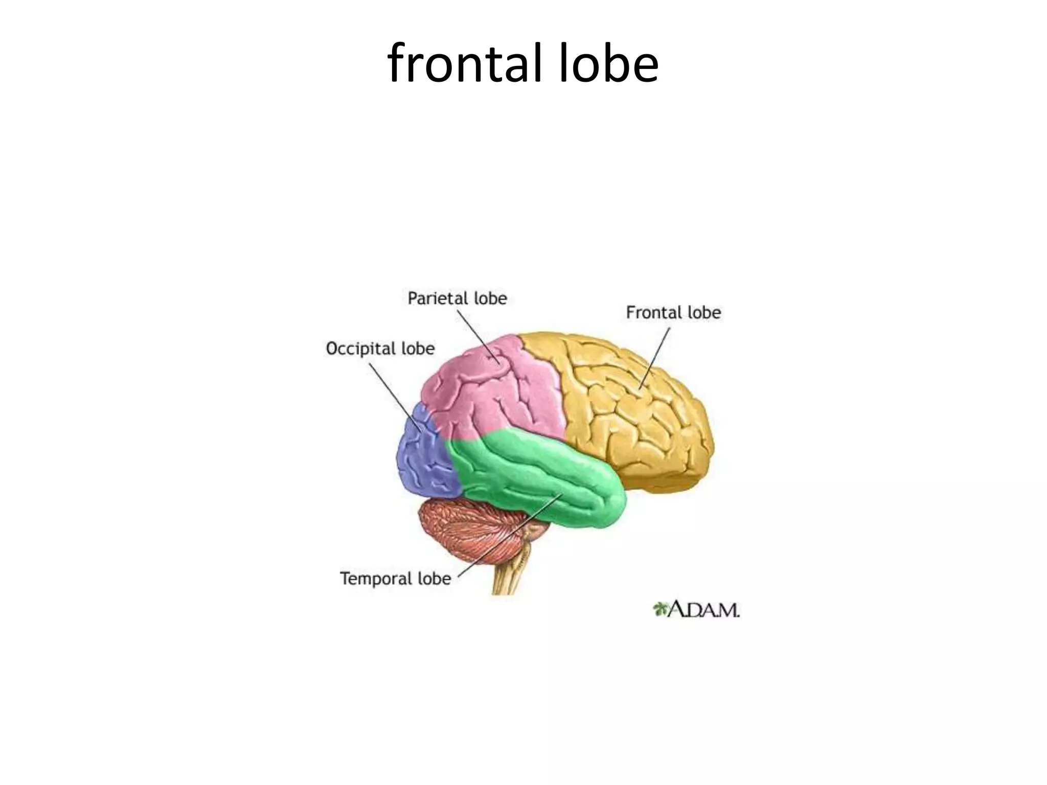 frontal lobe
 