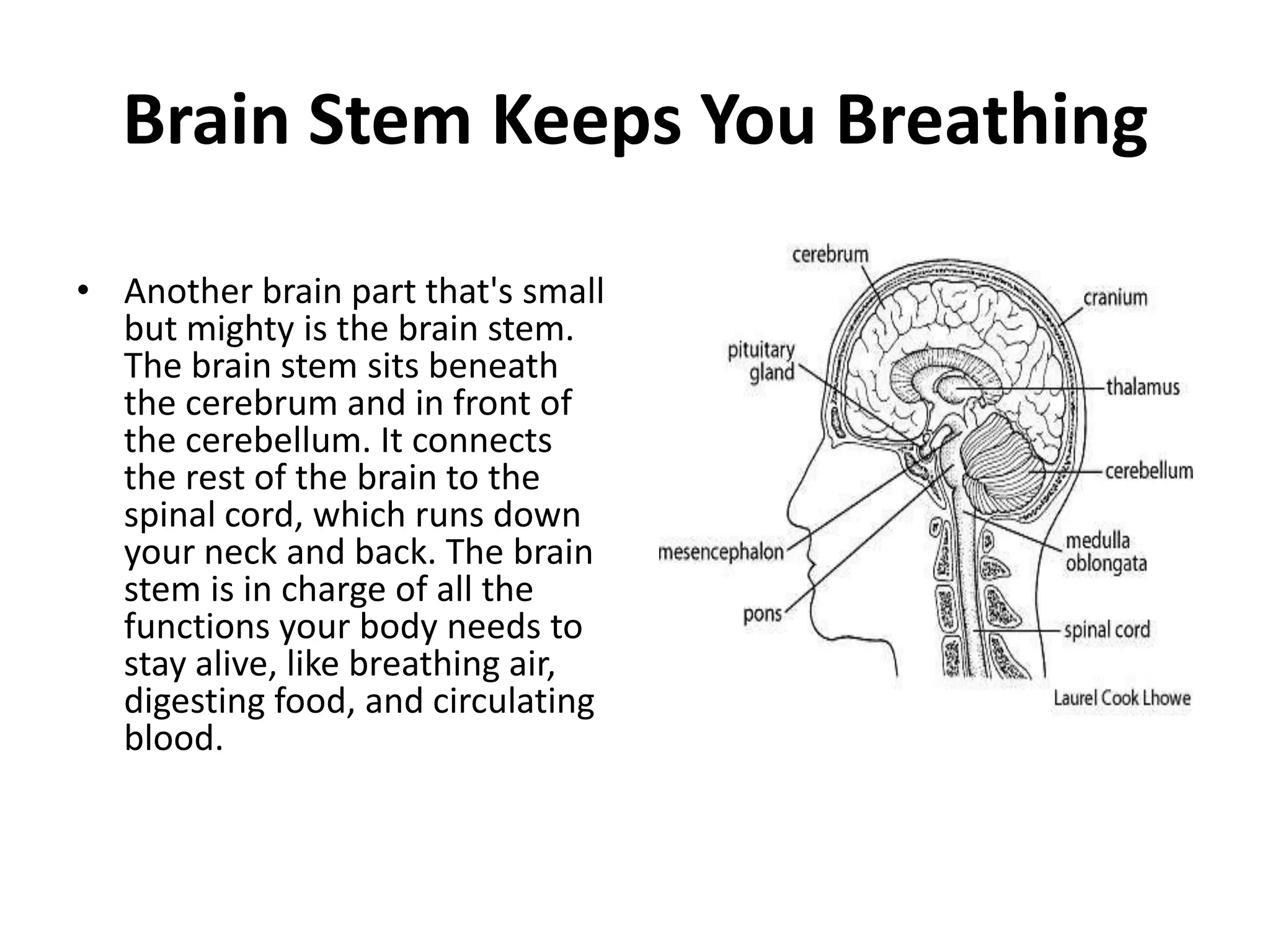 Brain Stem Keeps You Breathing

• Another brain part that's small
  but mighty is the brain stem.
  The brain stem sits beneath
  the cerebrum and in front of
  the cerebellum. It connects
  the rest of the brain to the
  spinal cord, which runs down
  your neck and back. The brain
  stem is in charge of all the
  functions your body needs to
  stay alive, like breathing air,
  digesting food, and circulating
  blood.
 