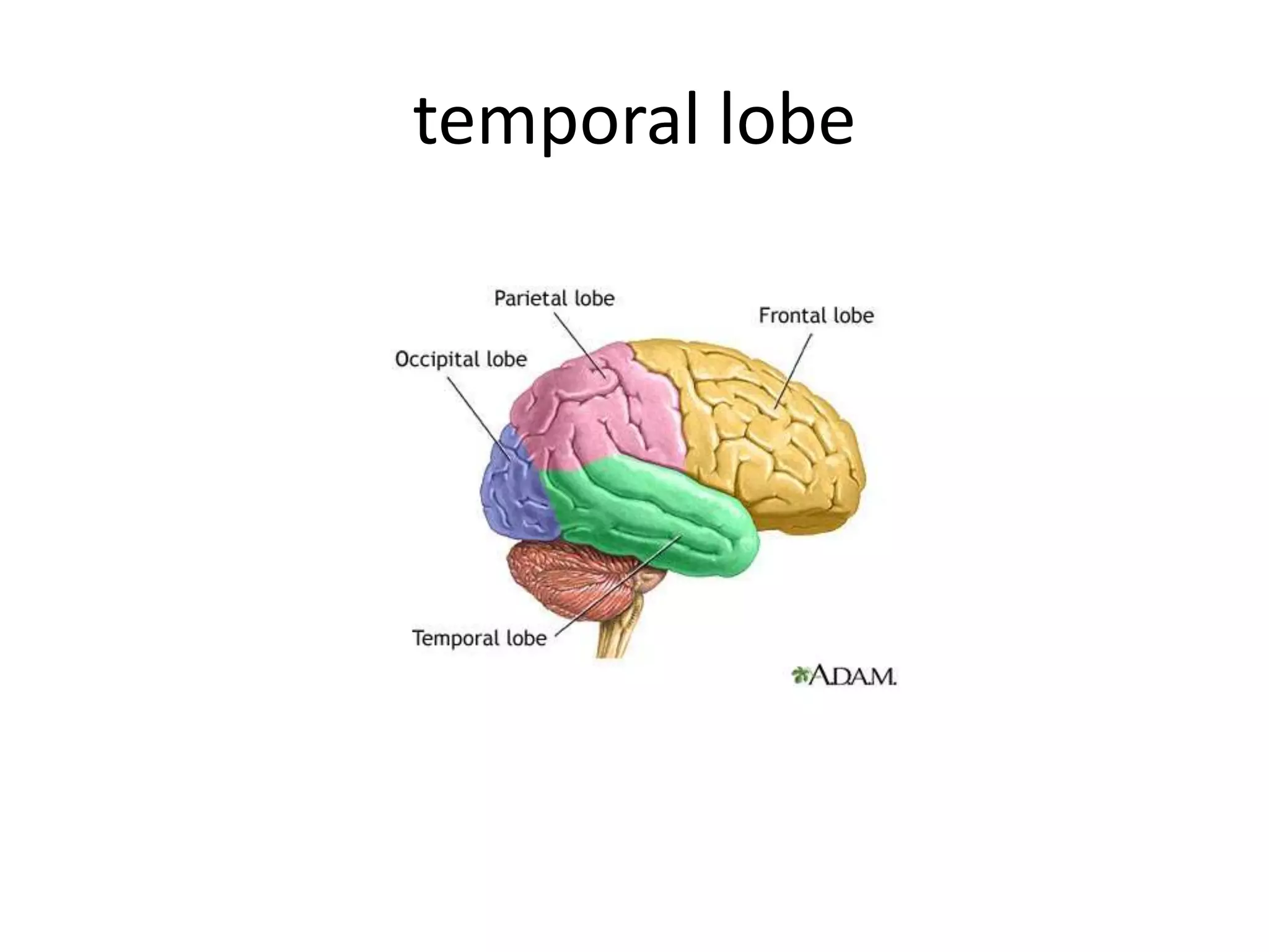 temporal lobe
 