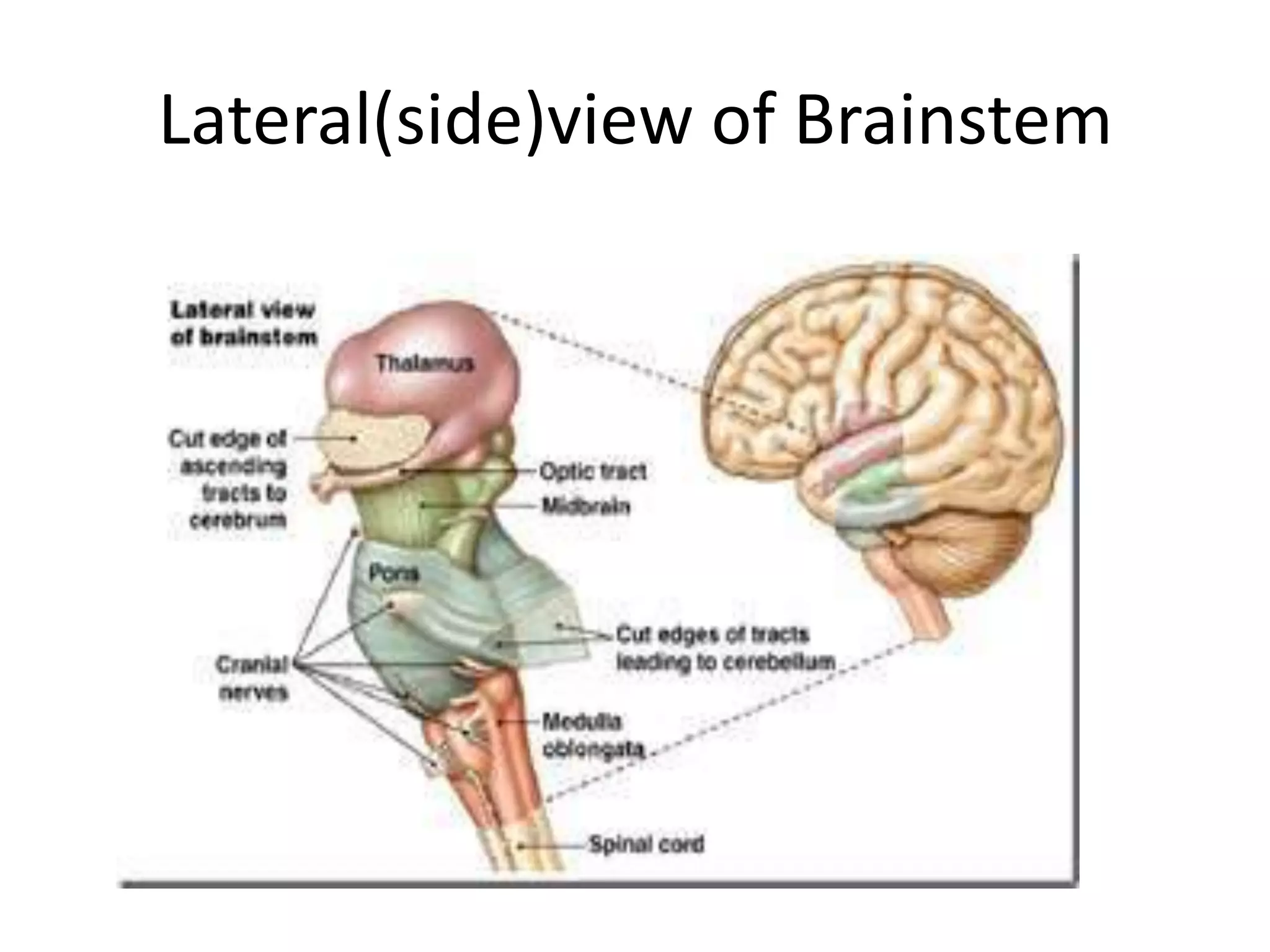 Lateral(side)view of Brainstem
 