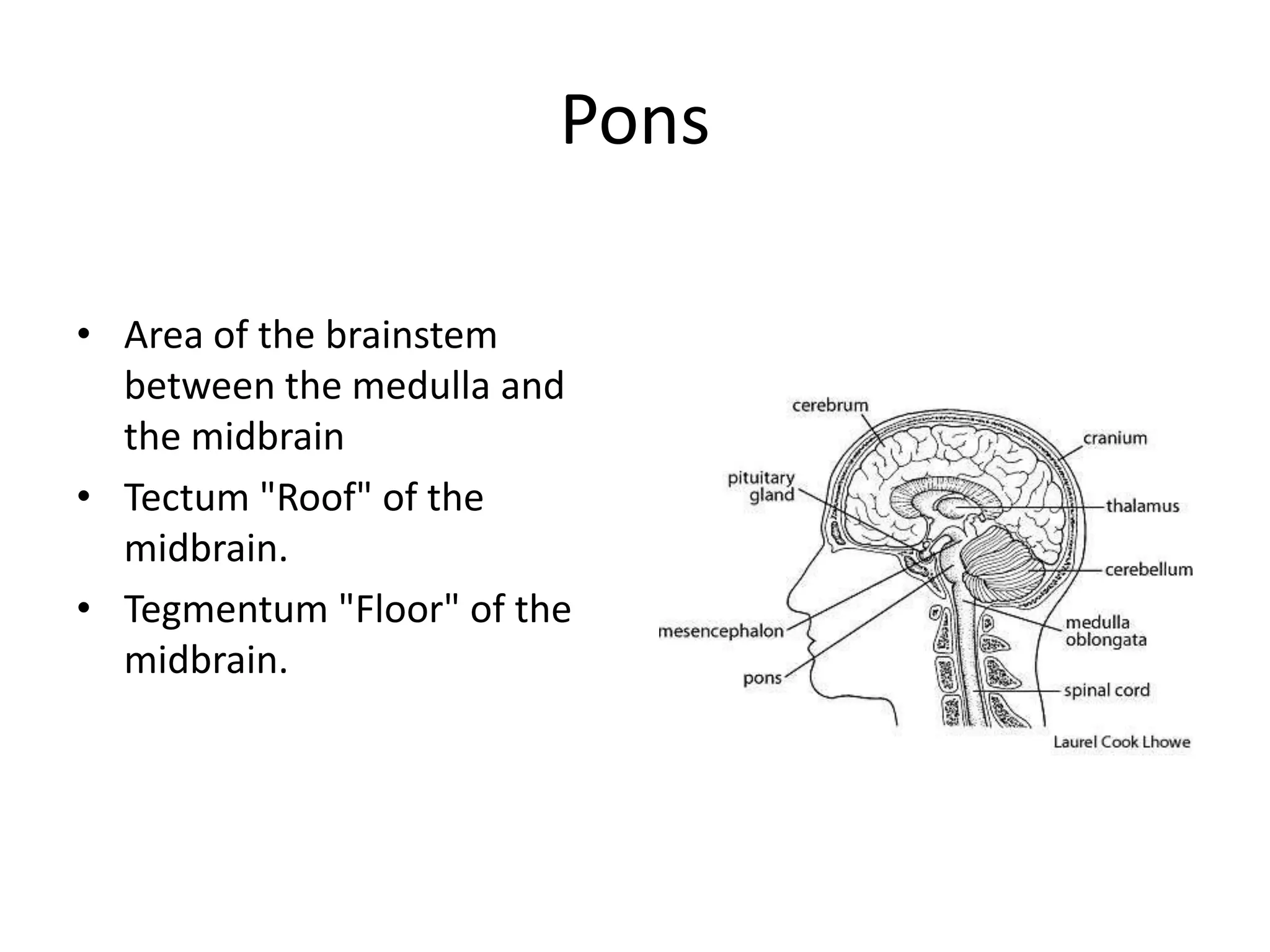 Pons

• Area of the brainstem
  between the medulla and
  the midbrain
• Tectum "Roof" of the
  midbrain.
• Tegmentum "Floor" of the
  midbrain.
 